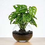 Monstera Plant Small