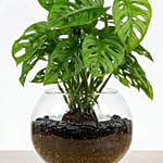 Monstera Plant Small