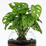 Monstera Plant Small