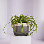 Chlorophytum or Spider Plant