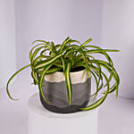 Chlorophytum or Spider Plant