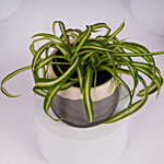 Chlorophytum or Spider Plant