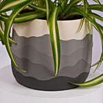 Chlorophytum or Spider Plant