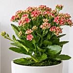 Pink Kalanchoe In Ceramic Pot