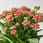 Pink Kalanchoe In Ceramic Pot