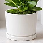 Pink Kalanchoe In Ceramic Pot