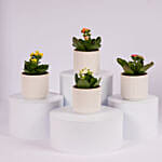 Mini Kalanchoe Plant Collection