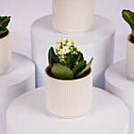 Mini Kalanchoe Plant Collection
