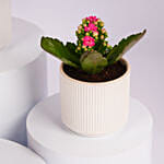 Mini Kalanchoe Plant Collection