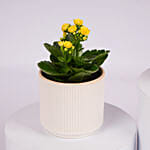 Mini Kalanchoe Plant Collection