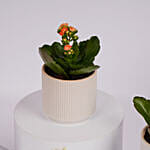 Mini Kalanchoe Plant Collection