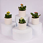 Mini Kalanchoe Plant Collection