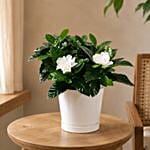 Gardenia Jasminoides Plant In Pineapple Design Pot