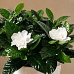 Gardenia Jasminoides Plant In Pineapple Design Pot