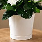 Gardenia Jasminoides Plant In Pineapple Design Pot