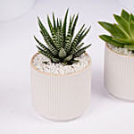 Mini Haworthia And Echeveria Plant Duo