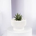 Mini Haworthia Plant in White Ceramic Pot