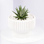 Mini Haworthia Plant in White Ceramic Pot