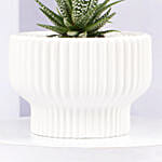 Mini Haworthia Plant in White Ceramic Pot