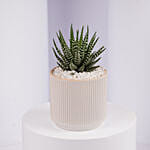 Mini Haworthia Plant in White Ribbed Pot