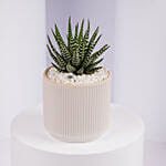 Mini Haworthia Plant in White Ribbed Pot