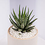 Mini Haworthia Plant in White Ribbed Pot