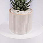 Mini Haworthia Plant in White Ribbed Pot