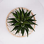 Mini Haworthia Plant in White Ribbed Pot