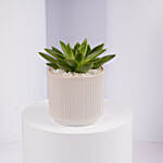 Mini Echeveria Plant in White Ribbed Pot