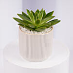 Mini Echeveria Plant in White Ribbed Pot
