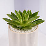 Mini Echeveria Plant in White Ribbed Pot
