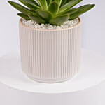 Mini Echeveria Plant in White Ribbed Pot