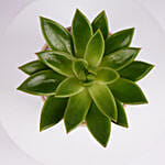 Mini Echeveria Plant in White Ribbed Pot