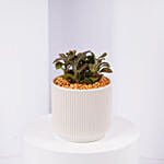 Mini Fittonia Charm in White Ribbed Pot