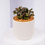 Mini Fittonia Charm in White Ribbed Pot