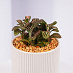 Mini Fittonia Charm in White Ribbed Pot