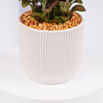 Mini Fittonia Charm in White Ribbed Pot