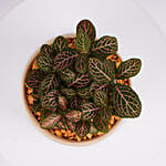 Mini Fittonia Charm in White Ribbed Pot