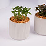 Mini Fittonia Plant Duo in White Ribbed Pots