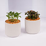 Mini Fittonia Plant Duo in White Ribbed Pots