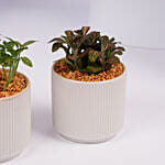 Mini Fittonia Plant Duo in White Ribbed Pots