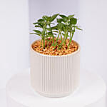 Mini Fittonia Plant in White Ribbed Pot