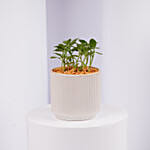 Mini Fittonia Plant in White Ribbed Pot