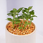 Mini Fittonia Plant in White Ribbed Pot