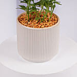 Mini Fittonia Plant in White Ribbed Pot