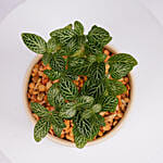 Mini Fittonia Plant in White Ribbed Pot