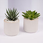 Mini Haworthia And Echeveria Plant Duo