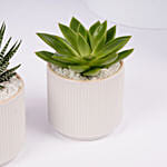 Mini Haworthia And Echeveria Plant Duo