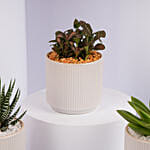 Mixed Mini Indoor Plant Collection