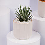 Mixed Mini Indoor Plant Collection